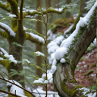 Serene winter forest with snow-covered gnarled trees