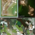 Abstract Floral Compositions in Soft Colors and Light