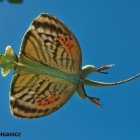 Vibrant Green Lizard Gliding Through Blue Sky