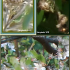 Collage of Springtime Nature Scenes and Flora