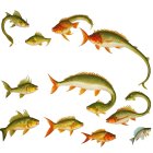 Colorful Perch and Bass Fish Illustrations
