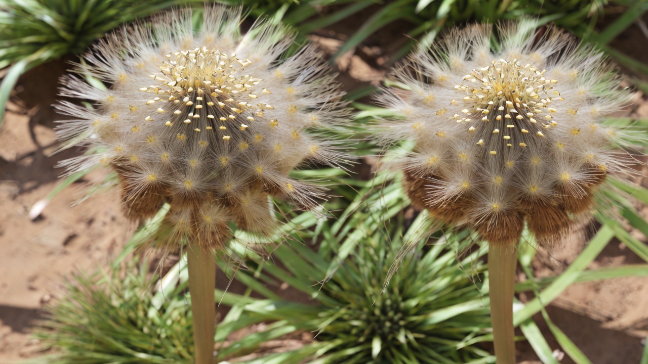 Tall Dandelion-Like Flowers with Fluffy Seed Tufts