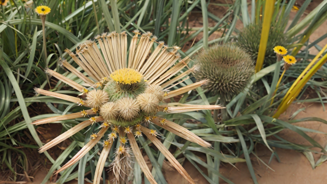 Star-shaped succulent with yellow flowers in desert setting