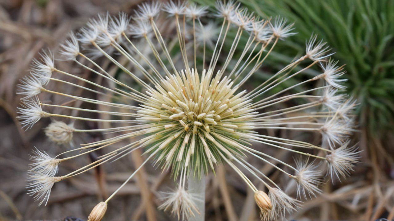Close-Up of Dandelion Seed Cluster with Feathery Florets
