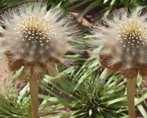 Tall Dandelion-Like Flowers with Fluffy Seed Tufts