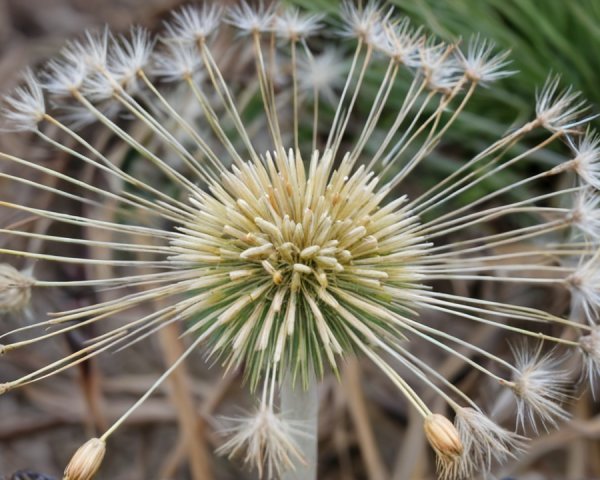 Close-Up of Dandelion Seed Cluster with Feathery Florets