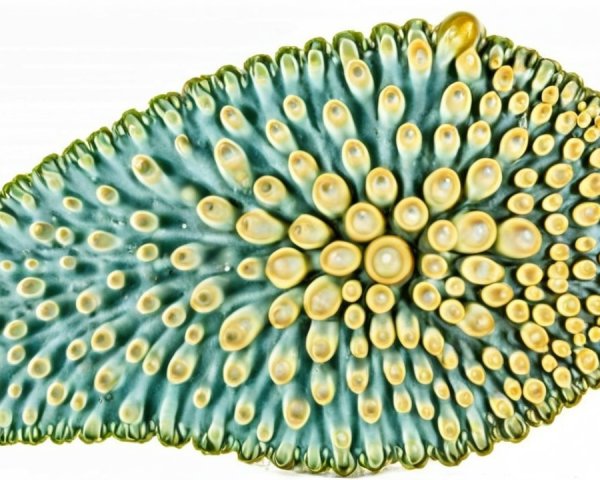 Vibrant Green and Yellow Leaf-Like Organism Details