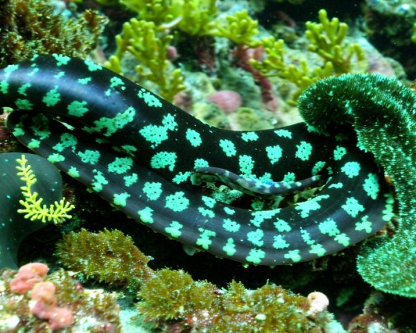 Vibrant Underwater Scene with Octopus and Coral Reef