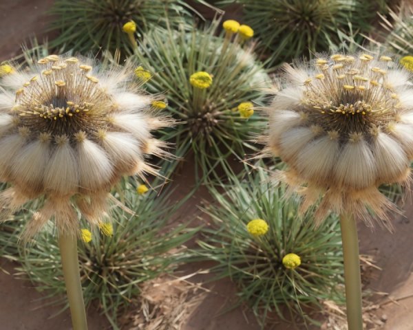 Vibrant Display of Unique Flowering Plants and Grass
