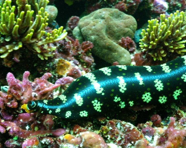 Underwater Scene with Sea Slug and Coral Reef