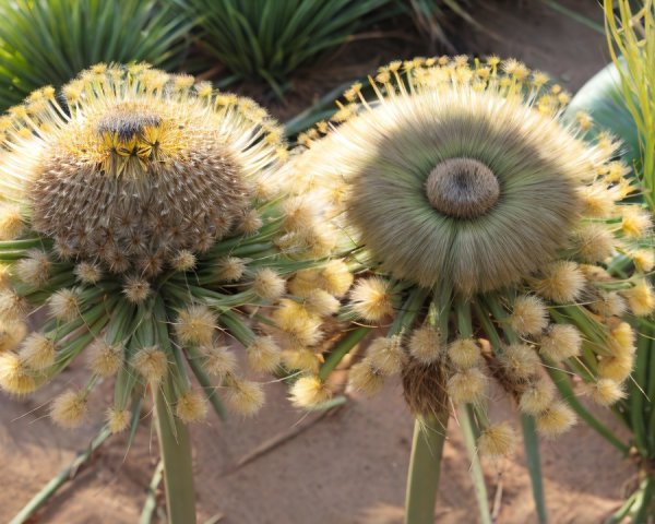 Unique Plants with Fluffy Yellow Flower Clusters