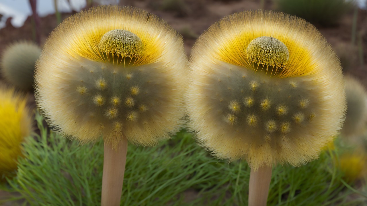 Vibrant Yellow Fungi with Textured Caps in Greenery