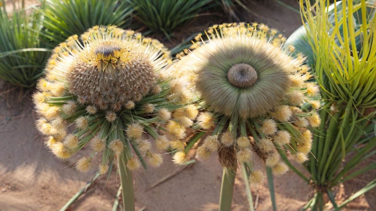 Unique Plants with Fluffy Yellow Flower Clusters