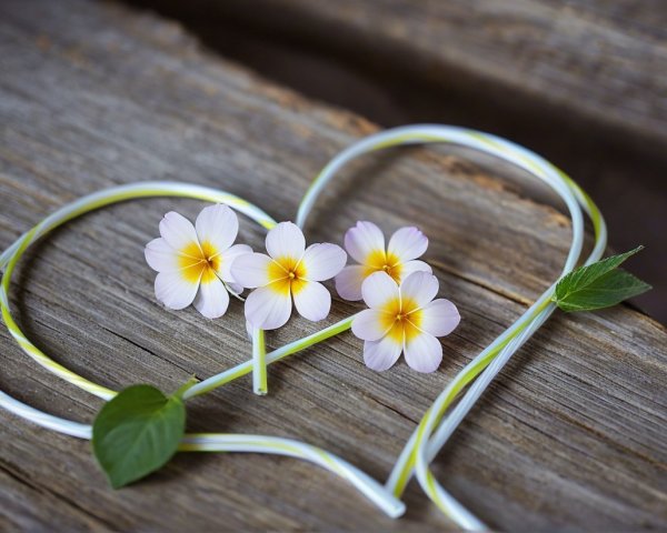 Heart-Shaped Arrangement of Pink Flowers and Straws