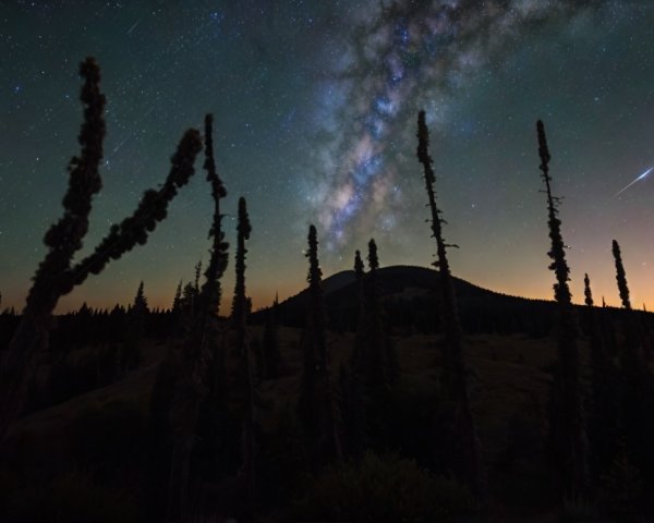 Night Sky with Milky Way and Silhouetted Trees