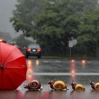 Snails Crossing a Rainy Urban Road Scene