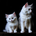Two White Cats on Black Background with Playful Contrast