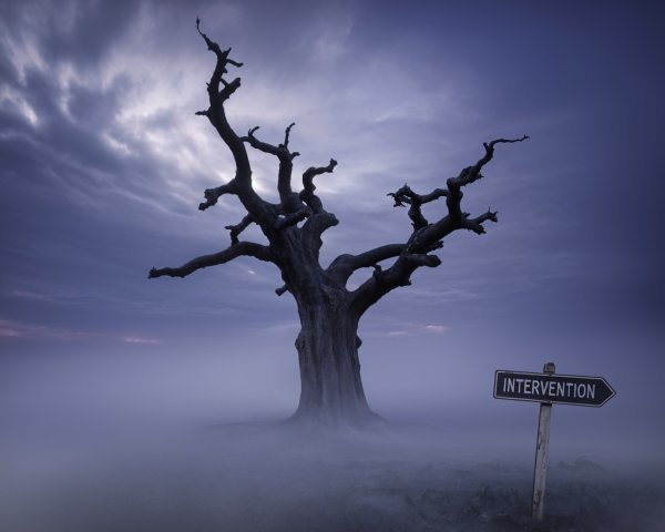 Gnarled tree in misty landscape with dark clouds
