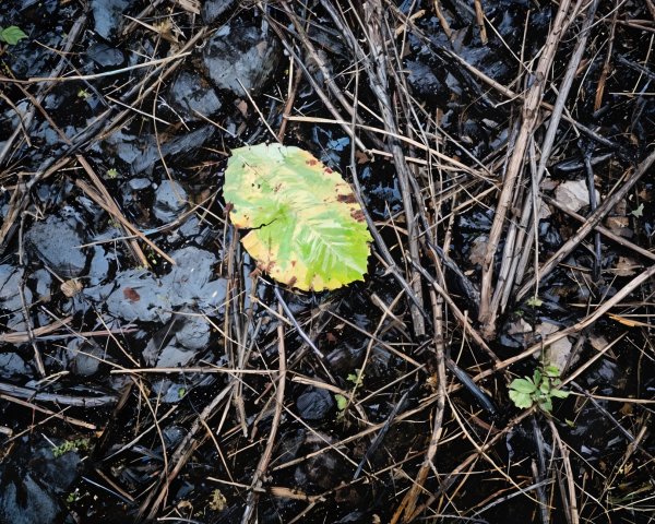 Solitary Green Leaf on Dark Wet Soil with Twigs