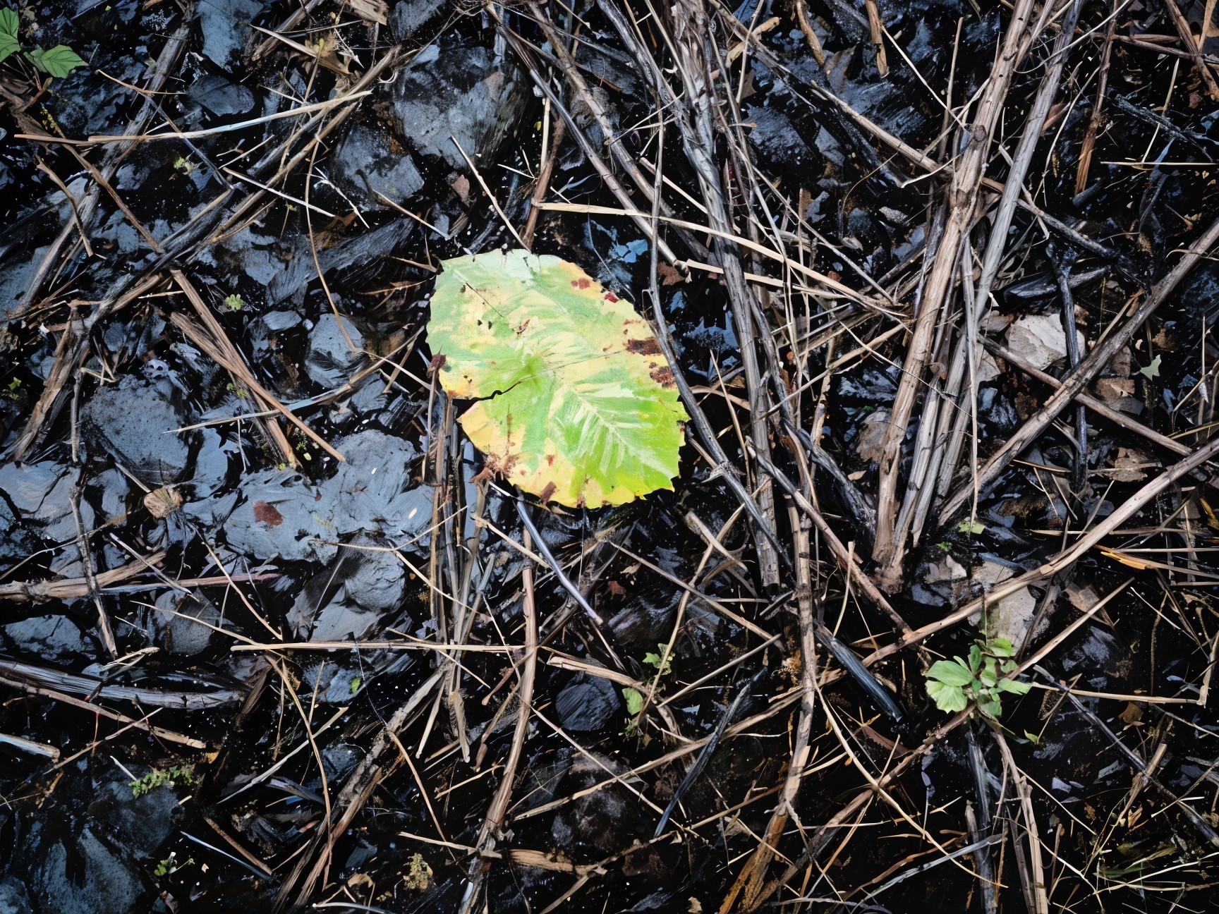 Solitary Green Leaf on Dark Wet Soil with Twigs