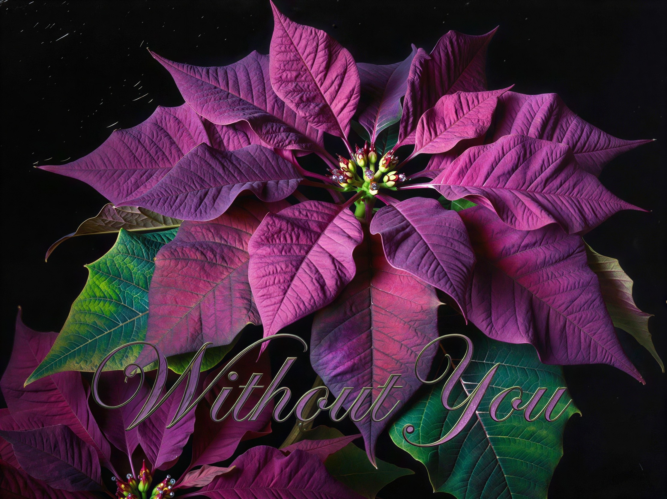 Close-Up of Deep Purple Poinsettia Flower on Black Background