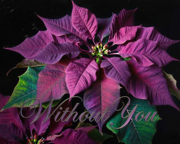 Close-Up of Deep Purple Poinsettia Flower on Black Background