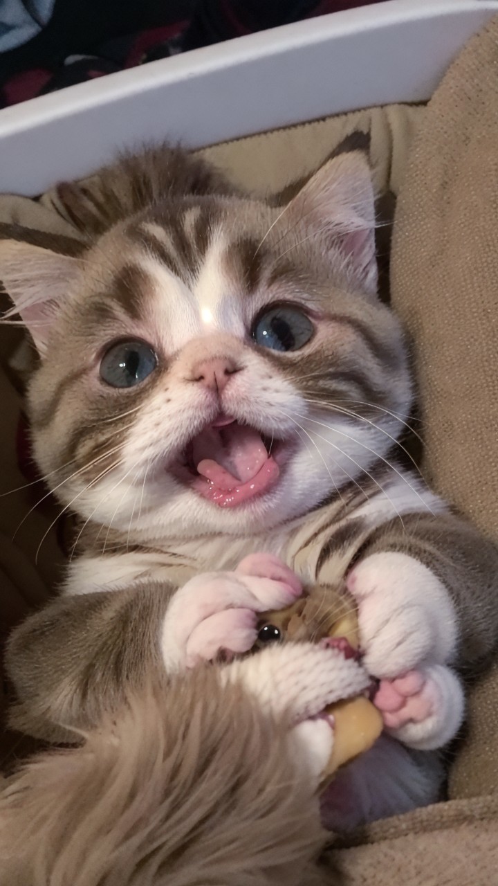 Playful kitten with blue eyes in a cozy basket