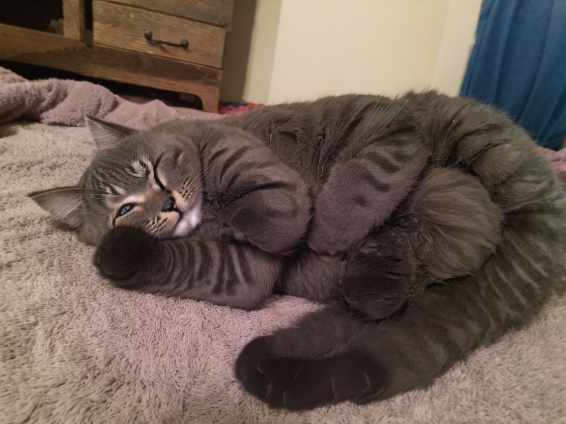 Fluffy gray cat resting on a pastel blanket