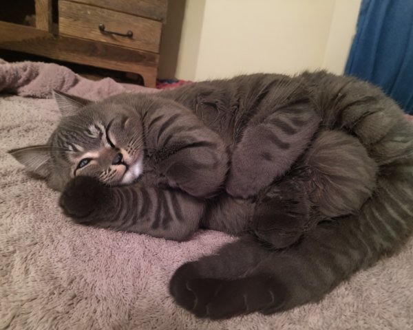 Fluffy gray cat resting on a pastel blanket