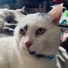 Close-up of a blue tabby cat in flat vector art