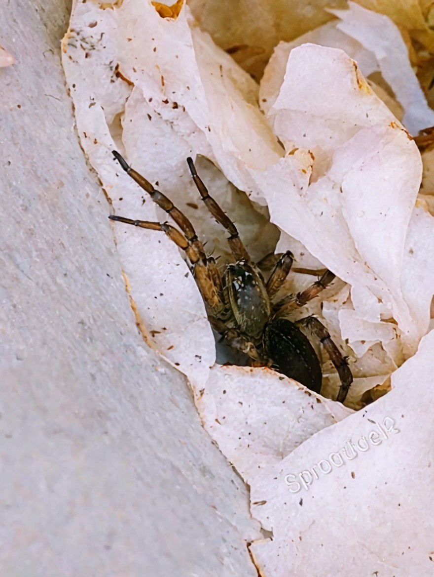 Spider Camouflage Among Crumpled Paper