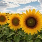 Vibrant Sunflower Field Against Blue Sky and Clouds