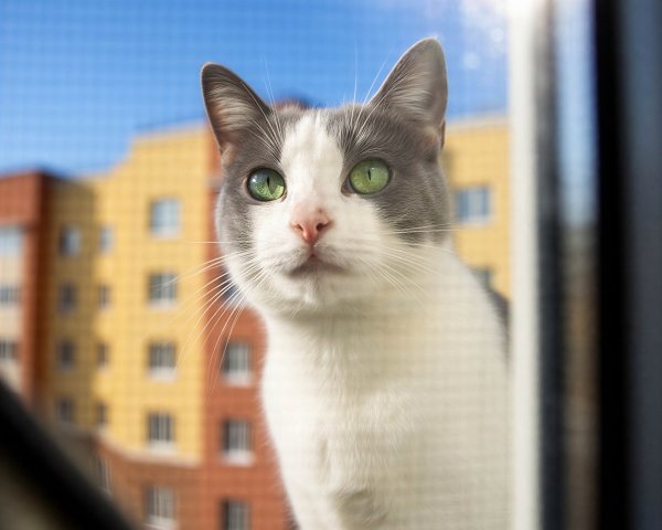 Domestic short-haired cat with white and gray fur by window