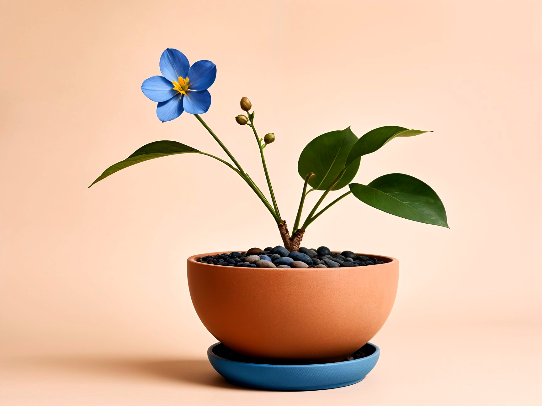 Potted plant with blue flower and green leaves on saucer