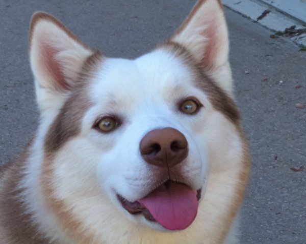 Friendly dog with fluffy brown and white coat