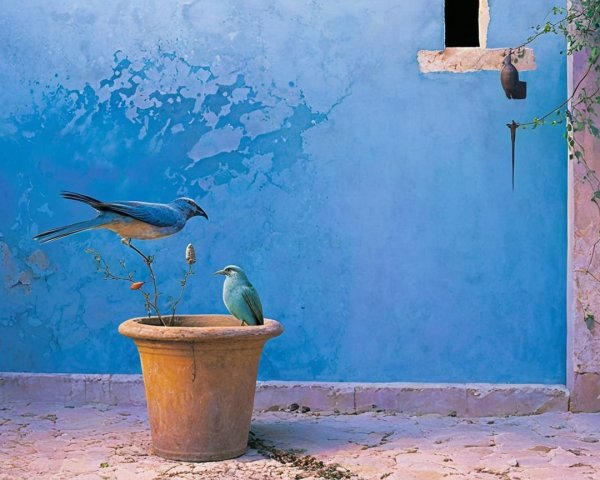 Blue Birds on Clay Pot in Serene Rustic Setting