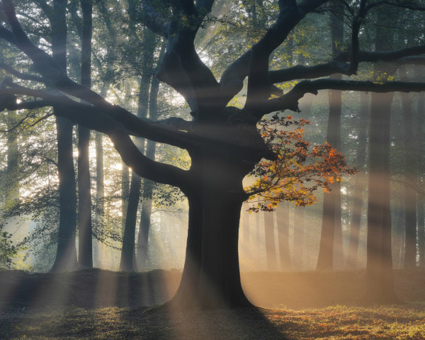 Majestic tree in tranquil forest with golden sunlight