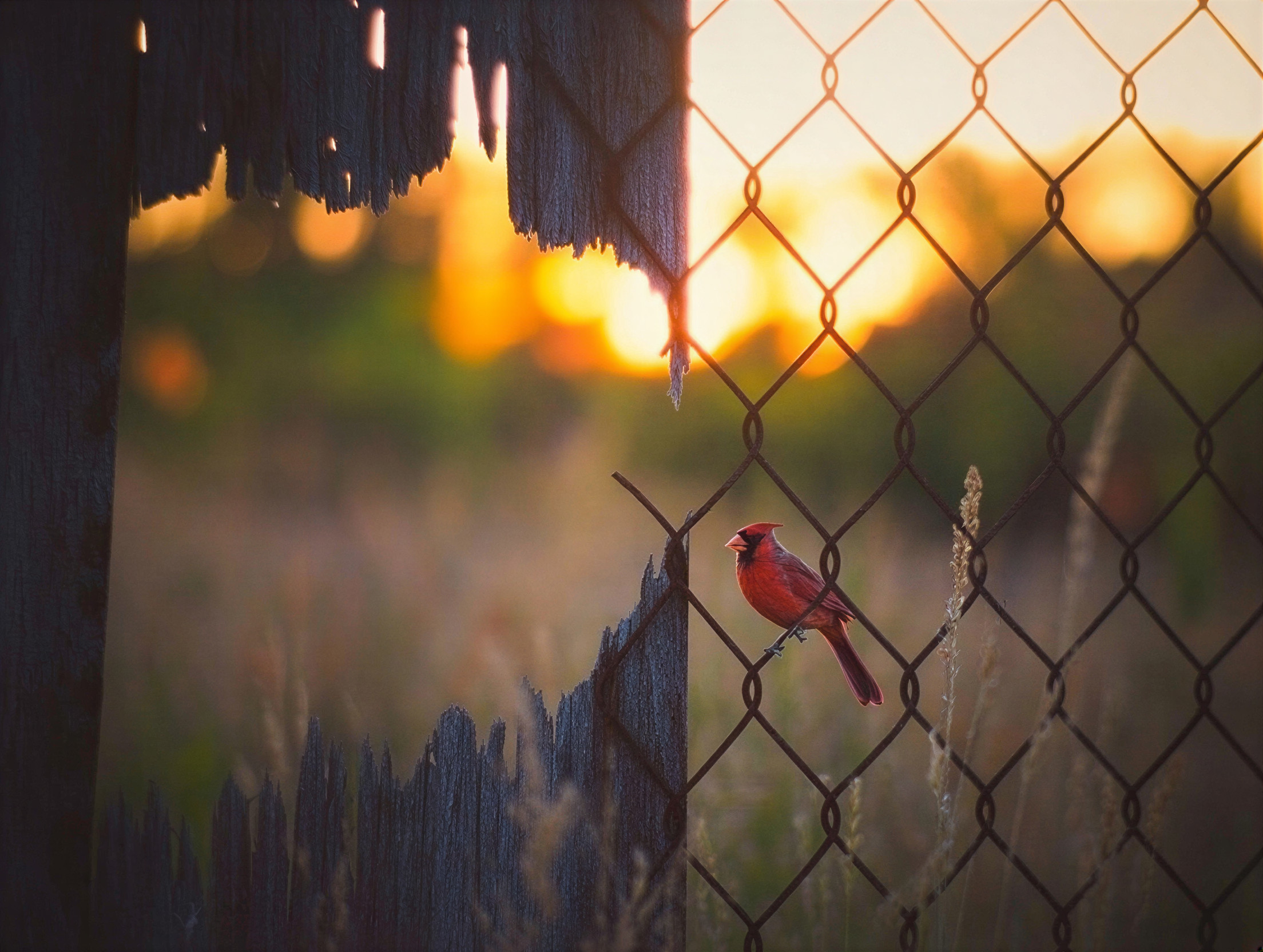 Red Cardinal on Twig by Weathered Fence at Sunset
