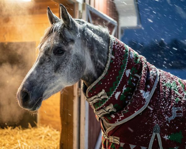 Gray horse in festive blanket by barn during snowfall