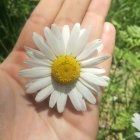 Colorful Hand Holding Blue Daisy in Impressionistic Style
