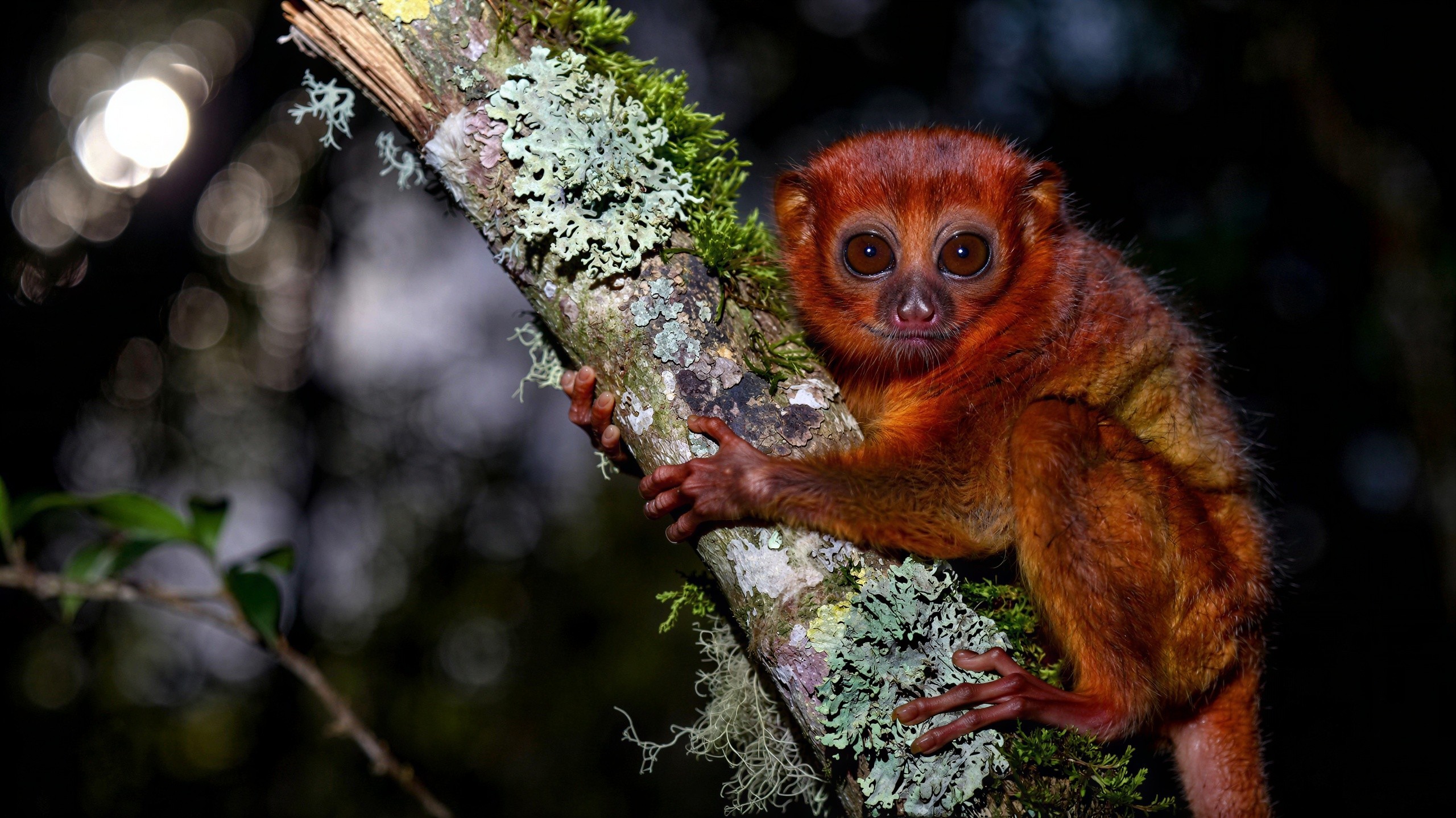 Nocturnal Owl Monkey on a Moss-Covered Tree Branch