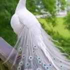 White Peacock Among Lush Greenery and Flowers