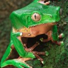Vibrant Green Frog on Mossy Branch in Natural Habitat