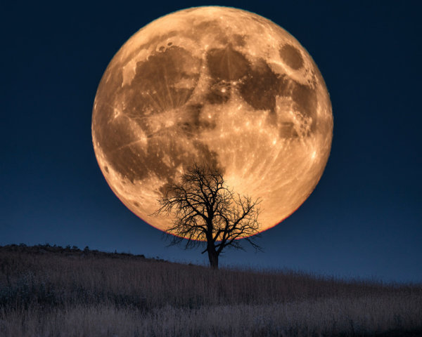 Luminous Moon Over Serene Landscape with Silhouetted Tree