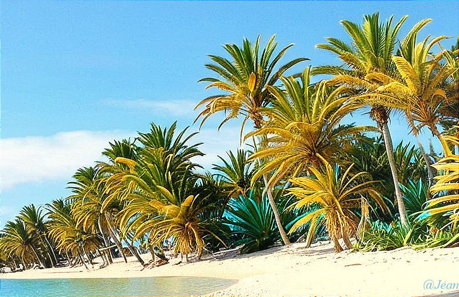 Serene Beach Scene with Palm Trees and Clear Waters