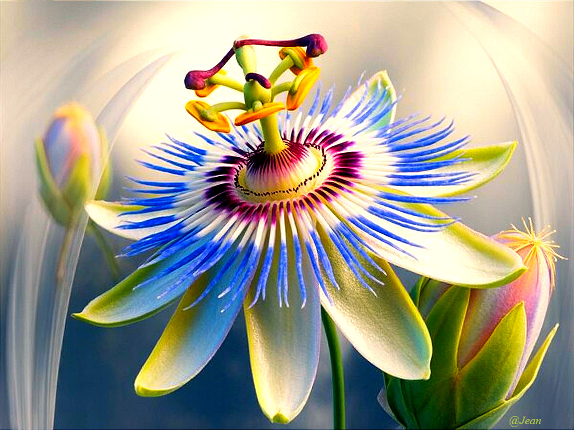 Vibrant passion flower with intricate petals and colors
