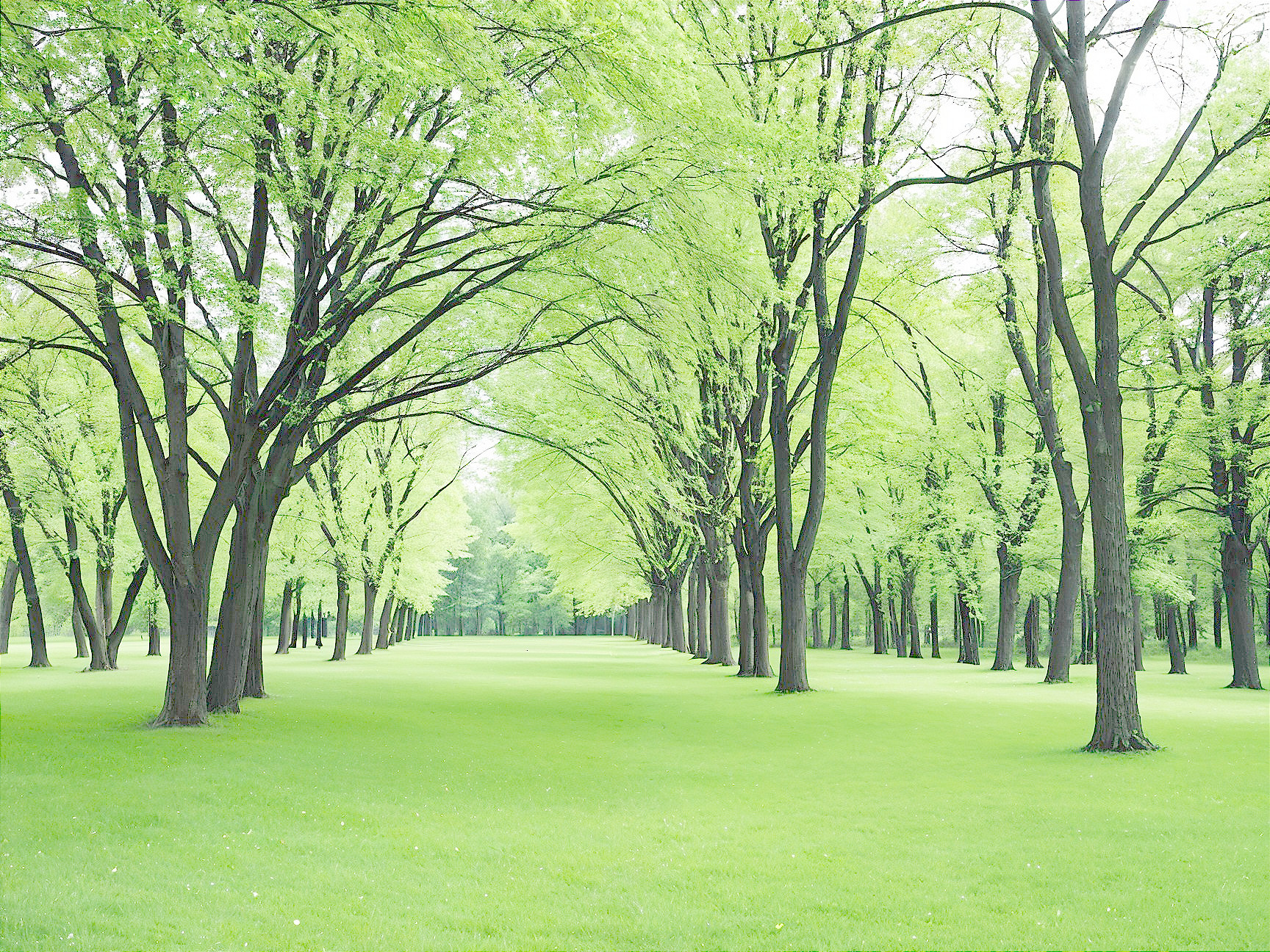 Lush Green Park with Tall Trees and Tranquil Atmosphere