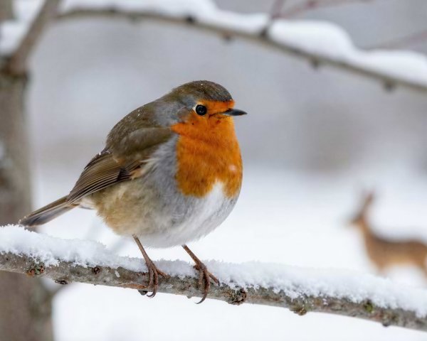 European Robin on Snow-Covered Branch in Winter Scene