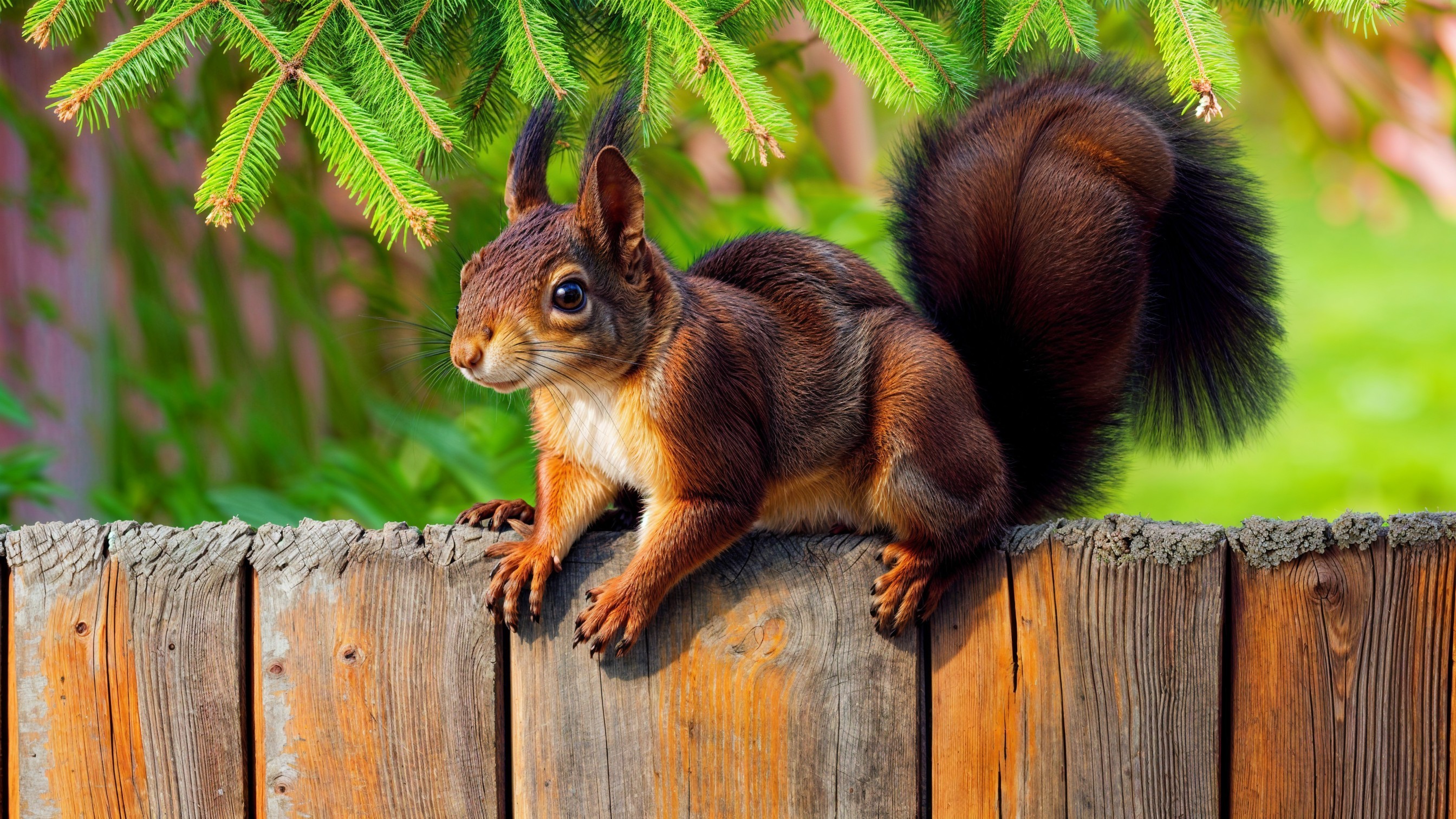 Red Squirrel on Wooden Fence in Lush Greenery
