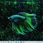 Close-Up of Vibrant Siamese Fighting Fish in Aquarium